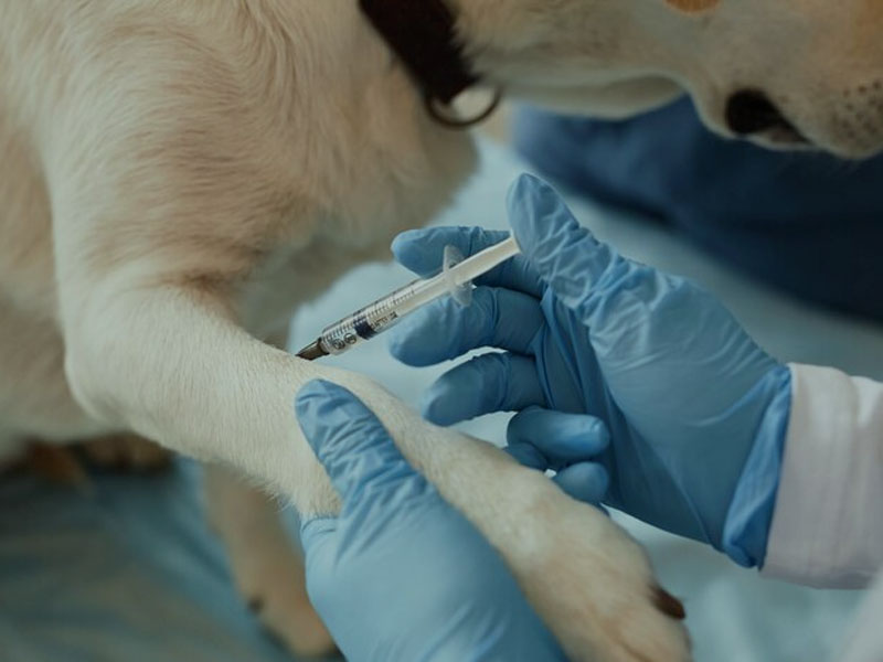 AIM Vaccine publie les dernières données précliniques du vaccin à ARNm contre la rage dans « Vaccins npj » : seules deux doses sont nécessaires pour fournir une protection immunitaire 100 % sûre et efficace