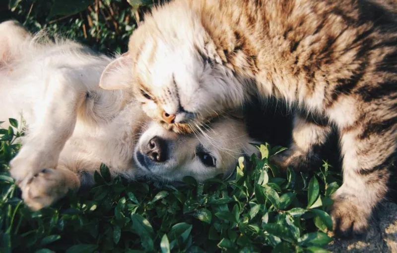 Rabies Vaccine